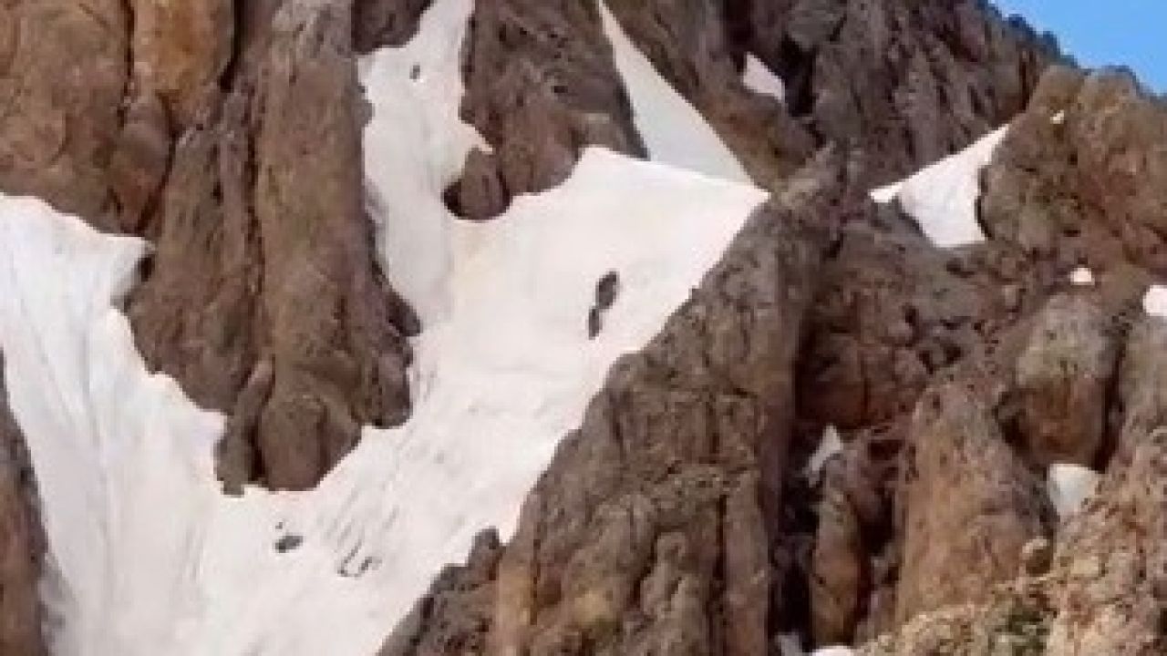 Yaz ortasında karlı zirvede ayı sürprizi