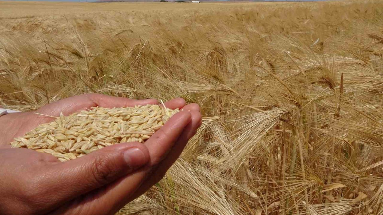 Yozgat’ta arpa hasadı başladı